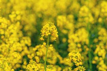 Fototapeta premium Yellow rapeseed flowers in the field. Rapeseed flowering. Rapeseed cultivation