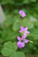 Insect on flower, taken in the garden of my parents' house.