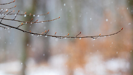 Raindrops on a bare branch in the spring during the melting snow