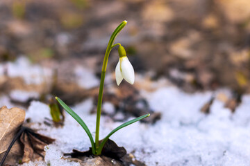 White gentle snowdrop among melted snow and dry leaves in sunny weather