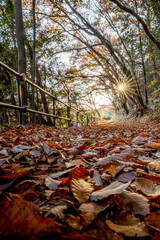 Obraz premium Autumn season rural walkway in the forests. colourful trees and sunlight. autumn golden natural background. 