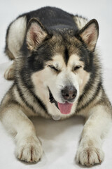 Siberian Husky dog with closed eyes lying on floor