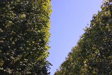 Minimalism leaves on a tree
