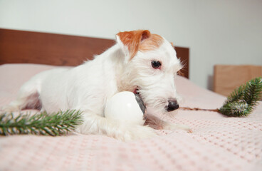 Jack Russell Terrier with silver bouble on white pink bed touch