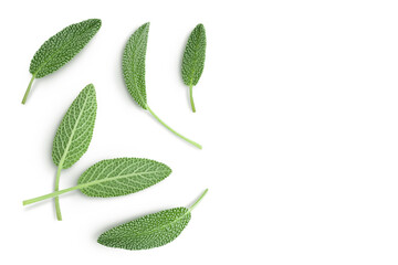 Obraz premium fresh sage herb isolated on white background with clipping path and full depth of field, Top view with copy space for your text. Flat lay