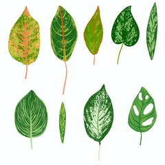 Set of tropical leaves on isolated white background
