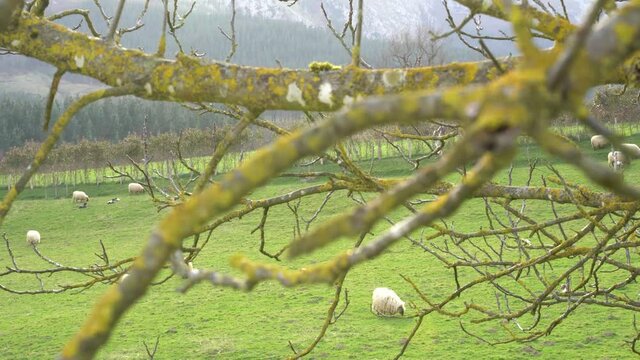 Sheep flock pacing on a farm in the countryside in the basque country