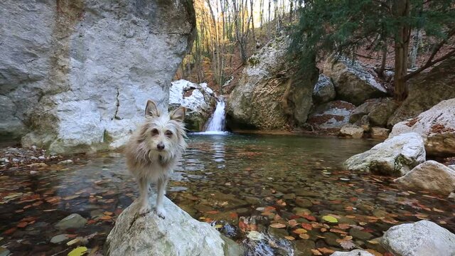 Dog near a waterfall among stones in a mountain river in an autumn forest