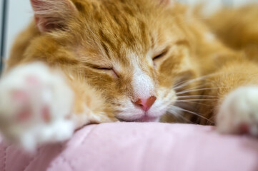 Red Cat. Beautiful domestic red cat. The cat is clean healthy groomed.