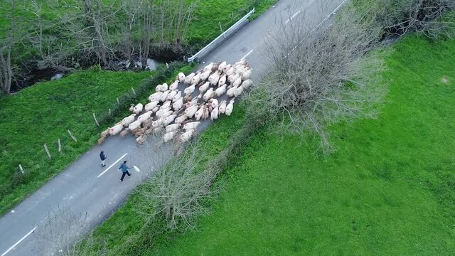 sheep flock pacing on a road guided by their shepard in the basque country, spain