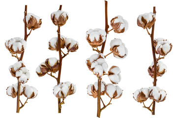 Cotton plant flower isolated on white background with full depth of field, Setor collection