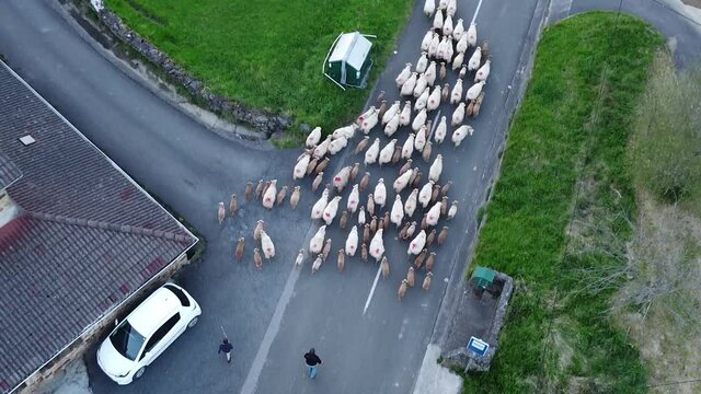 sheep flock walking through a road guided by its shepard
in the basque country