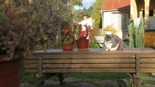 Grey cat is lying on table in garden. Summer, sunset.
