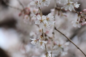 枝垂れ桜