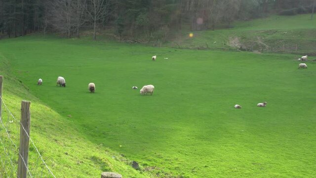 sheep flock in a farm in the countryside in the basque country