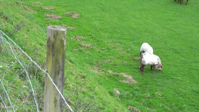 sheep flock in a farm in the countryside in the basque country