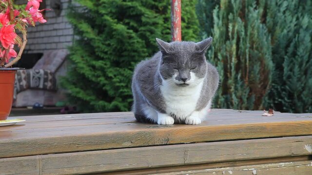 Grey cat is lying on table in garden. Summer, sunset.
