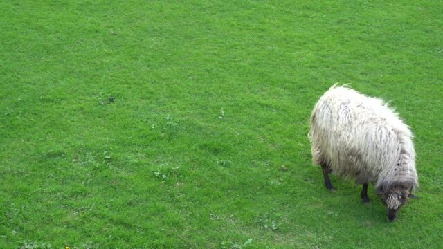 sheep flock in a farm in the countryside in the basque country