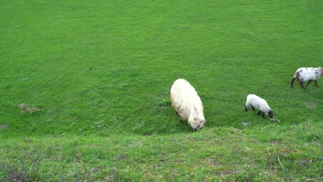 sheep flock in a farm in the countryside in the basque country