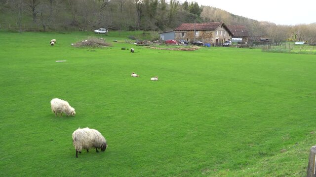 sheep flock in a farm in the countryside in the basque country