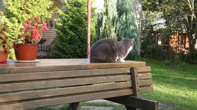 Grey cat is lying on table in garden. Summer, sunset.