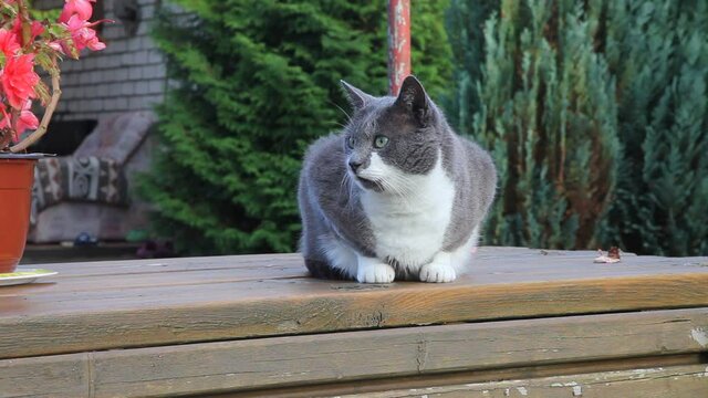 Grey cat is lying on table in garden. Summer, sunset.