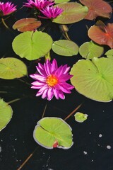 pink water lily