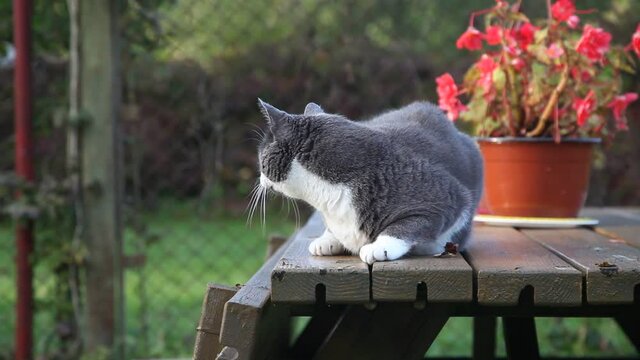 Grey cat is lying on table in garden. Summer, sunset.