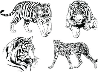 vector drawings sketches different predator , tigers lions cheetahs and leopards are drawn in ink by hand , objects with no background	
