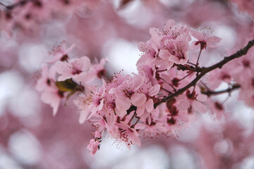 Blossoming cherry plum pink flowers
