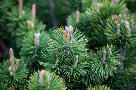 Pinus sylvestris Scotch pine European red pine Scots pine or Baltic pine closeup macro selective focus branch with cones flowers and pollen over out of focus background