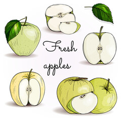  Fruit set: apple, slice cut pieces, leaf. Vector illustration isolated on white background. Outline freehand drawn. Color sketch in engraving style.