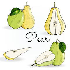 Fruit: apple quince, pear, leaf. Outline freehand drawn. Color vector illustration isolated on white background. Separate objects.