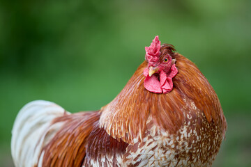 Portrait of a red brown rooster in garden