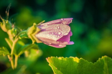 pink flower