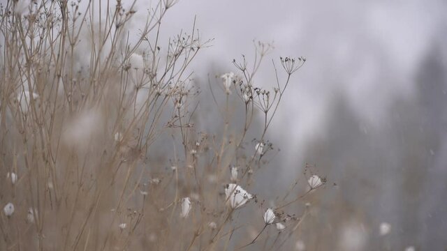 Close up of dead plants in winter with snow falling in slow motion 