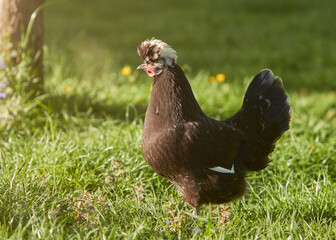 Black Polish chicken with white crest