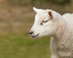 Fototapeta premium Portrait of white sheep lamb isolated