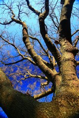 Conceptual upward shot of a bare tree and blue sky