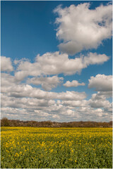field full of yellow raps and cloudy sky obove