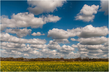 Fototapeta na wymiar field full of yellow raps and cloudy sky obove