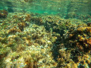 Underwater Las Rotas coast Denia Alicante Spain