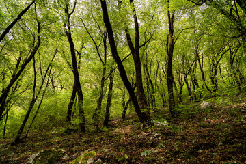 Vikos gorge in Epirus, Greece