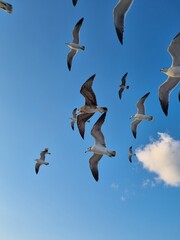Seagull