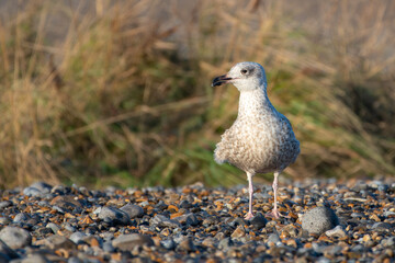 Juvenile European herring gull (Larus argentatus) standing on a stony beach, North Norfolk Coast, UK