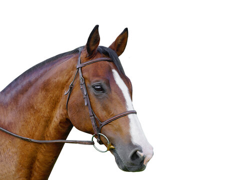 Horse head isolated on white background