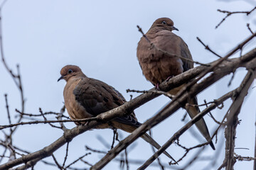 Two Mourning Doves