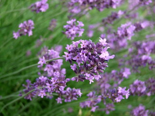 Lavender field with bees