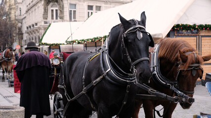 Two Horses - Brown and Black - are Harnessed to a cart for driving tourists in Prague Old Town...