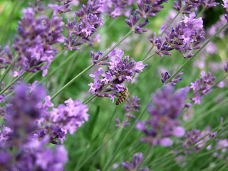 Lavender field with bees